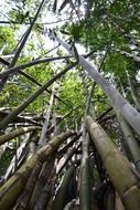 impenetrable bamboo forest in Sri Lanka