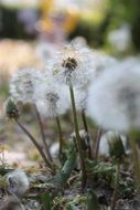 dandelions with white seed heade close up
