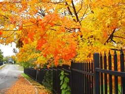 incredible beauty fall trees