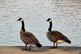 wild geese near the lake