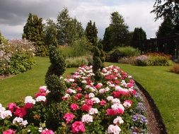 Multicolored flowers in the garden