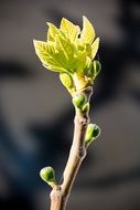 Close-up of the beautiful, light green bud on a branch in spring