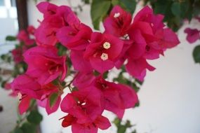 branch of bright pink bougainvillea flowers