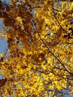 bottom view on the mountain maple in a sunny autumn day