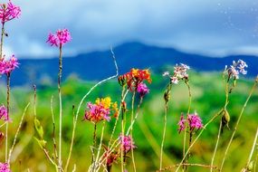 flower rosa plants
