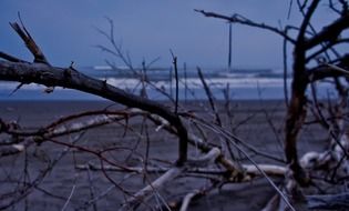 dry tree branches on the beach