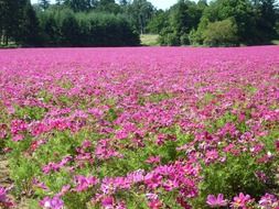 madly beautiful field flowers