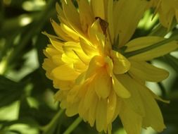 yellow dahlia close up