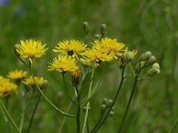 meadows dubius