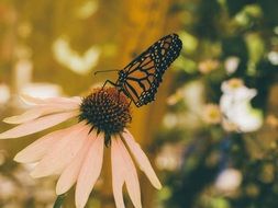 butterfly,insect,flowers,nature,garden