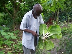 elderly gardener gardens