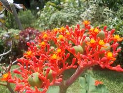 exotic plant with fruits in sri lanka