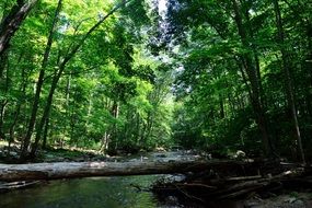 river among green trees in the forest on a sunny day