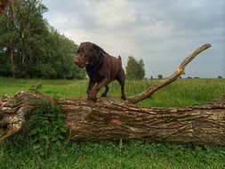 labrador dog jumping through a tree