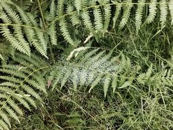 water drops on a green fern