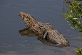 wild alligator near log in water