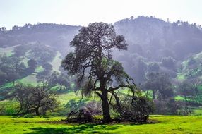 trees green grass