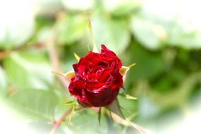 rosa rossa flower pink