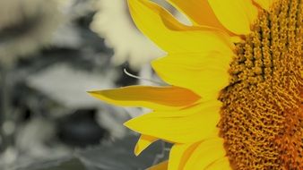 sunflower with seeds close up
