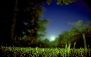 moonrise over the trees at night