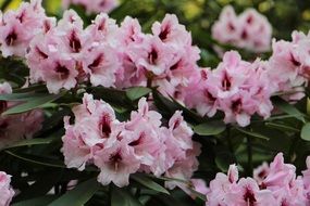 a bush of pink spring flowers