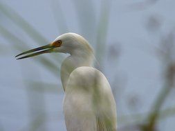 heron white bill animals nature fauna