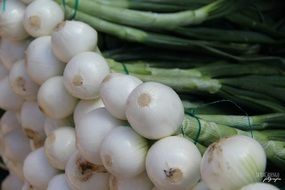 young onions with green feathers