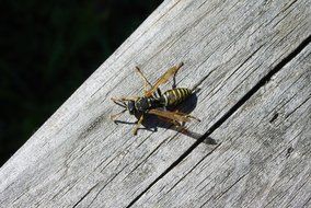 wasp on a wooden surface in bright sun close-up