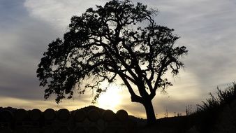 tree with sunset behind