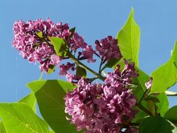 lilac branch with purple flowers on a background of blue sky