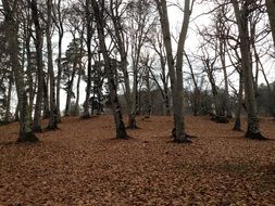 trees in autumn park of georgia