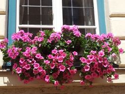 pink geraniums in a box on the window