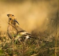 small hoopoe bird