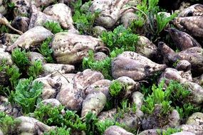 fodder beet with green leaves