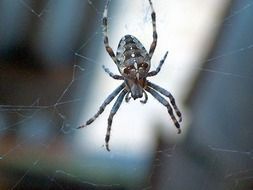 big garden spider