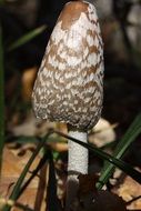 poisonous mushroom in macro