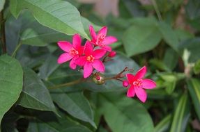 cute little flowers in the garden close-up on blurred background