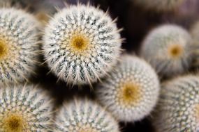 closeup photo of white spines of a cactus plants