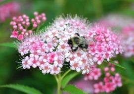 bee on a pink flower in the garden