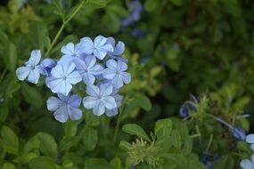 blue little flowers