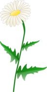 painted white medicinal chamomile