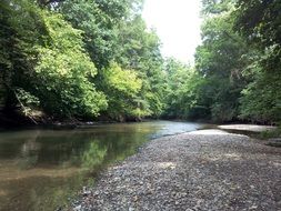 green deciduous trees by the river