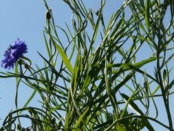 Violet cornflower blossoms