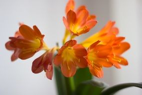 A few lily flowers