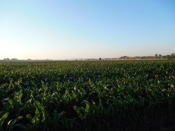 extraordinarily beautiful corn field