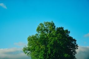 green tree in the summer sky