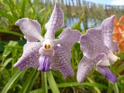 extraordinarily beautiful orchid purple plant
