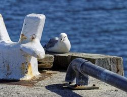 seagull rests in port