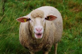 sheep smiling