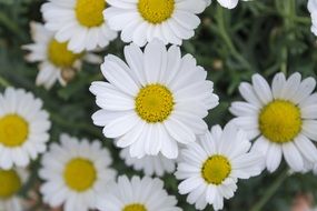 white meadow daisies